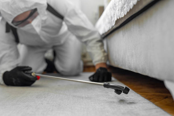 Professional Bed Bug Control technician working in San Marcos, TX